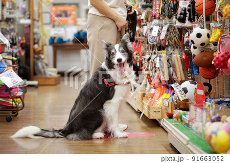 ペットショップでお買い物をする飼い主とその愛犬のボーダーコリー 91663052