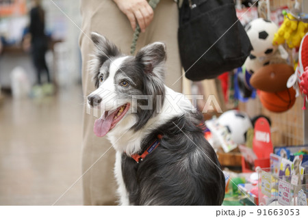 ペットショップでお買い物をする飼い主とその愛犬のボーダーコリー 91663053