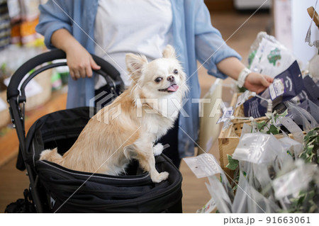 ペットショップでお買い物をする飼い主とペットカートに入ったその愛犬のロングコートチワワ  91663061