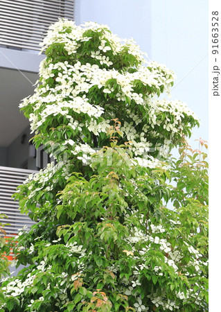 満開の常盤山法師（トキワヤマボウシ）　　 91663528