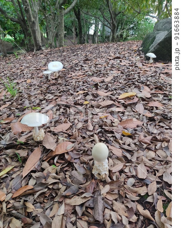 白くて平たい大きなキノコの群生地 白くて平たい大きなキノコの群生地 91663884