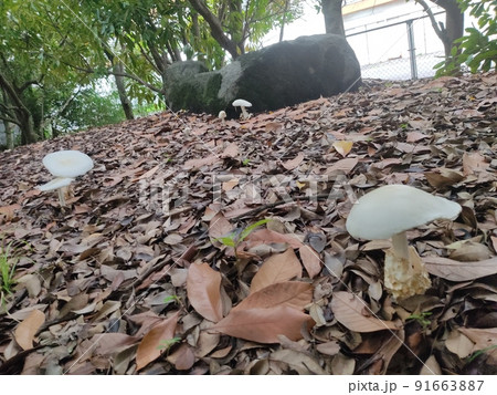 白くて平たい大きなキノコの群生地 白くて平たい大きなキノコの群生地 91663887