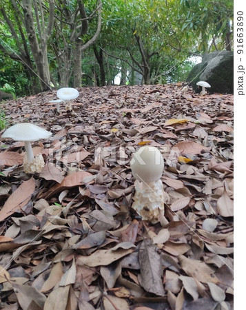 白くて平たい大きなキノコの群生地 白くて平たい大きなキノコの群生地 91663890