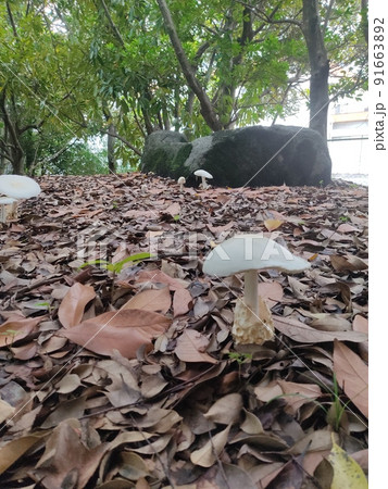 白くて平たい大きなキノコの群生地 白くて平たい大きなキノコの群生地 91663892