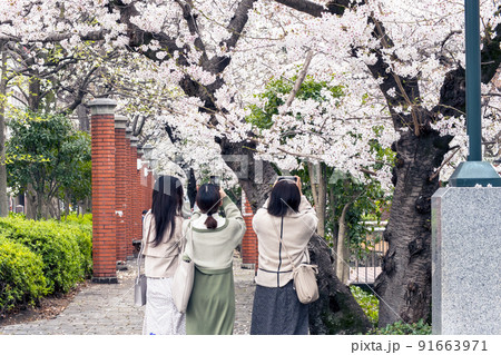 桜の花をスマホで写真に収める若い女性たち 91663971