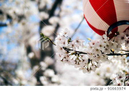 夜の花見用の提灯と桜 91663974