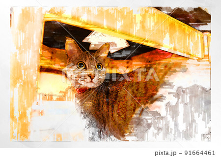 猫 ネコ ねこ キジトラ 白 グレー 子猫 雌 メス 雌ねこ 雌ネコ 雌猫 元気 かわいい 癒し 91664461