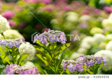 紫陽花 紫陽花 91664956