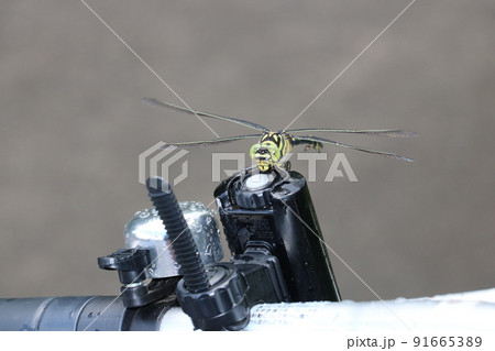 自転車にとまるウチワトンボ 自転車にとまるウチワトンボ 91665389