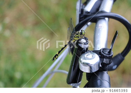 自転車にとまるウチワトンボ 自転車にとまるウチワトンボ 91665393