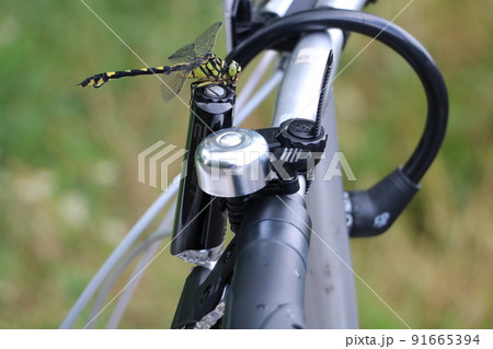 自転車にとまるウチワトンボ 自転車にとまるウチワトンボ 91665394