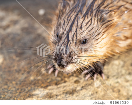 Portrait of a muskrat, ondatra zibethicus, rodent found in wetlands 91665530