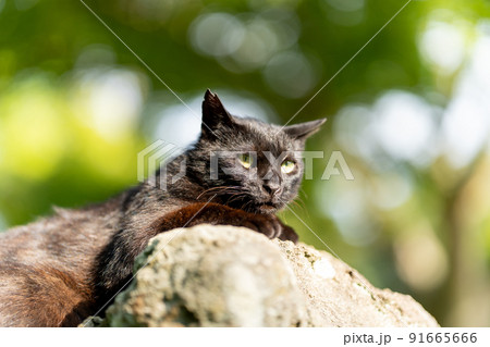 公園の猫 91665666