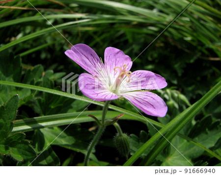 フウロソウ 91666940