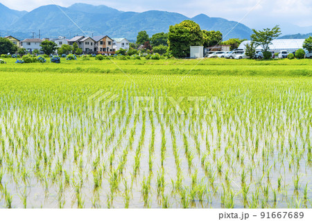 【神奈川県】開成町に広がる田園風景 【神奈川県】開成町に広がる田園風景 91667689