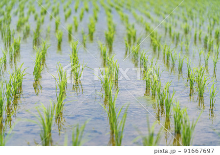 【神奈川県】開成町に広がる田園風景 91667697