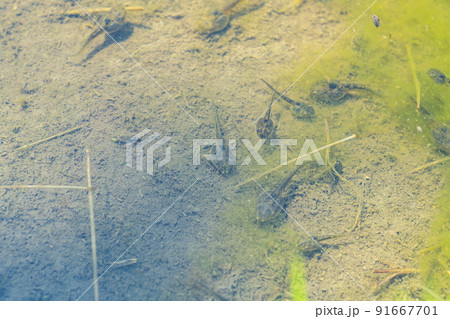 水田に生息するオタマジャクシ 水田に生息するオタマジャクシ 91667701