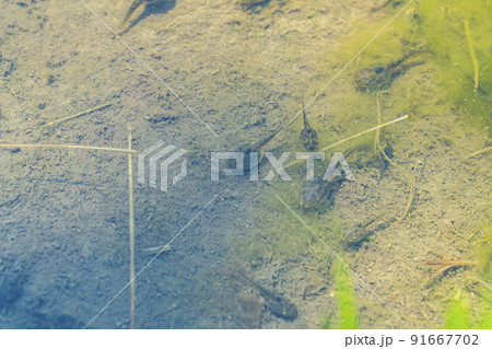 水田に生息するオタマジャクシ 水田に生息するオタマジャクシ 91667702