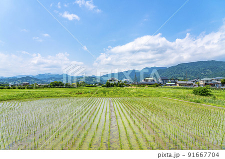 【神奈川県】開成町に広がる田園風景 【神奈川県】開成町に広がる田園風景 91667704