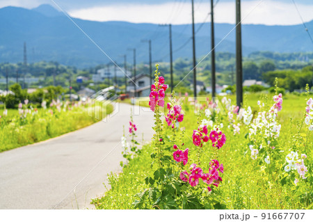 【神奈川県】開成町の農道に咲くハナアオイ 【神奈川県】開成町の農道に咲くハナアオイ 91667707