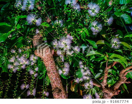 サガリバナ 91667774