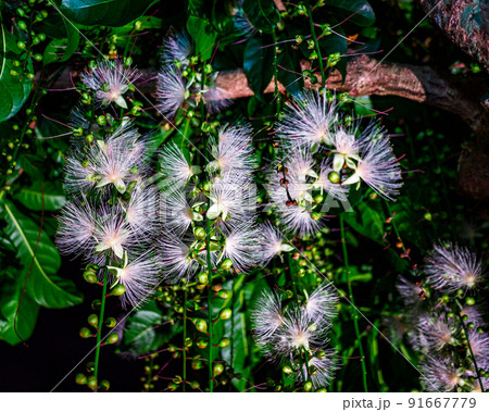 サガリバナ 91667779