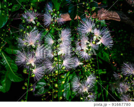 サガリバナ 91667780