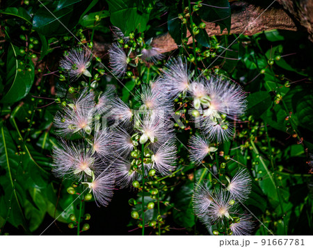 サガリバナ 91667781