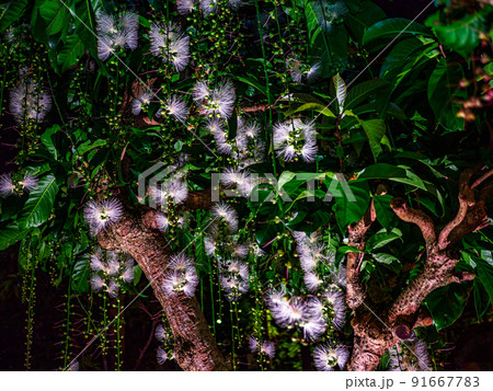 サガリバナ 91667783