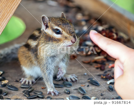 Chipmunk on a feeder looking on the human finger. Close-up. Chipmunk on a feeder looking on the human finger. Close-up. 91667814