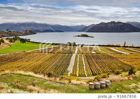 Vineyard at Lake Wanaka, New Zealand Vineyard at Lake Wanaka, New Zealand 91667936