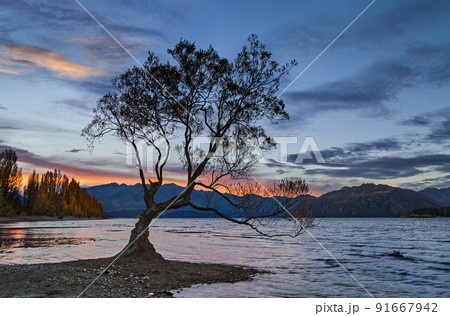 The Wanaka tree at sunset 91667942