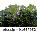 公園から見上げた緑の大きな木と空 91667952