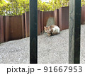 柵越しに見る坂道の途中でにらむ猫 91667953