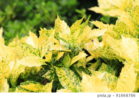 色鮮やかなア班入り青木（フイリアオキ） 91668766