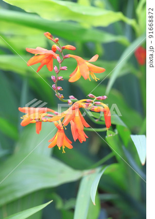 姫檜扇水仙(ヒメヒオウギズイセン)の花 姫檜扇水仙(ヒメヒオウギズイセン)の花 91668872
