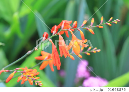 姫檜扇水仙(ヒメヒオウギズイセン)の花 姫檜扇水仙(ヒメヒオウギズイセン)の花 91668876
