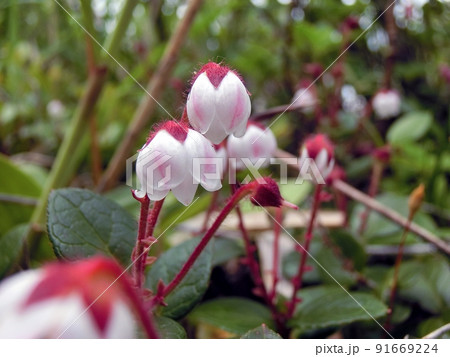 イワハゼ（東成瀬村湿地沢・6/29） 91669224