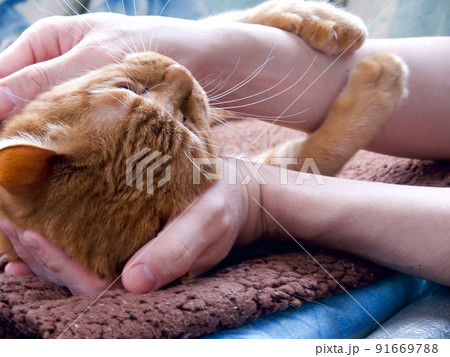 猫とのふれあい 91669788