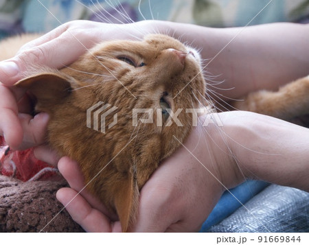 愛猫の健康チェック 愛猫の健康チェック 91669844