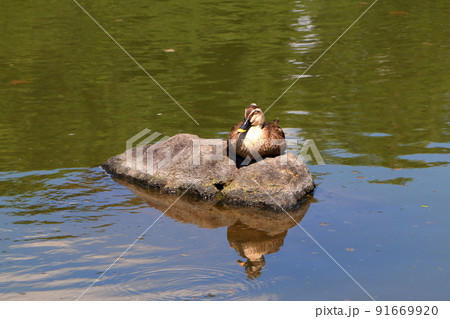 A duck resting on a rock in a Japanese pond in Tokyo A duck resting on a rock in a Japanese pond in Tokyo 91669920