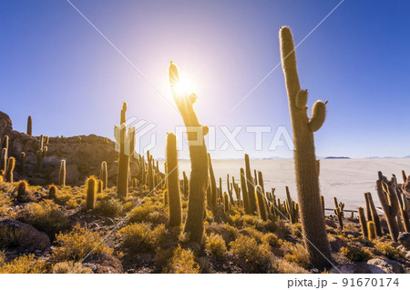 Big cactus on Incahuasi island, salt flat Salar de Uyuni, Altiplano, Bolivia 91670174