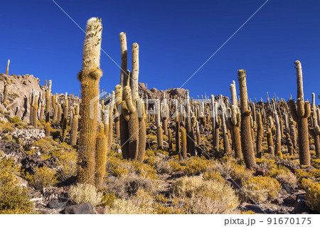 Big cactus on Incahuasi island, salt flat Salar de Uyuni, Altiplano, Bolivia 91670175