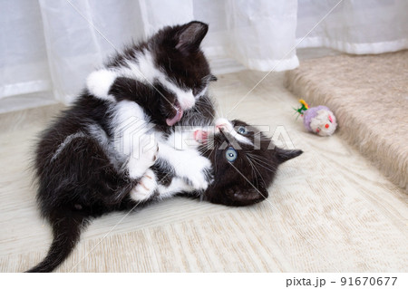 Two black funny kittens playing on the floor Two black funny kittens playing on the floor 91670677