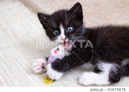 Cheerful black kitten playing with a toy Cheerful black kitten playing with a toy 91670678