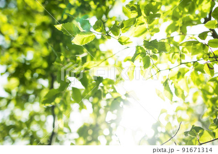 sun rays with radiant bokeh shines through forest trees sun rays with radiant bokeh shines through forest trees 91671314