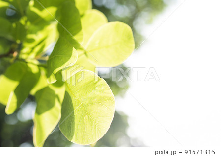 sun shines through green leaves with white sky background sun shines through green leaves with white sky background 91671315