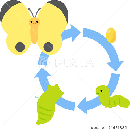 蝶の卵、幼虫、蛹、成虫 91671386