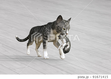 さばとら柄の母親猫が子猫の首を噛んで違う場所まで運んでいる 91671415