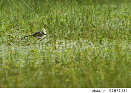 pheasant tailed jacana or Hydrophasianus chirurgus in natural green background at wetland of keoladeo national park or bharatpur bird sanctuary rajasthan india asia pheasant tailed jacana or Hydrophasianus chirurgus in natural green background at wetland of keoladeo national park or bharatpur bird sanctuary rajasthan india asia 91671485